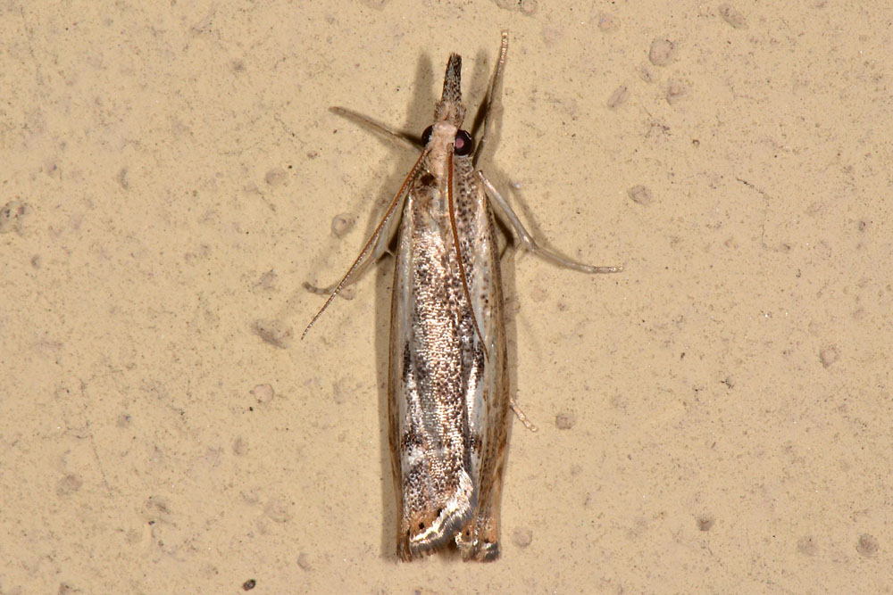 Altra Agriphila da id - Agriphila tolli